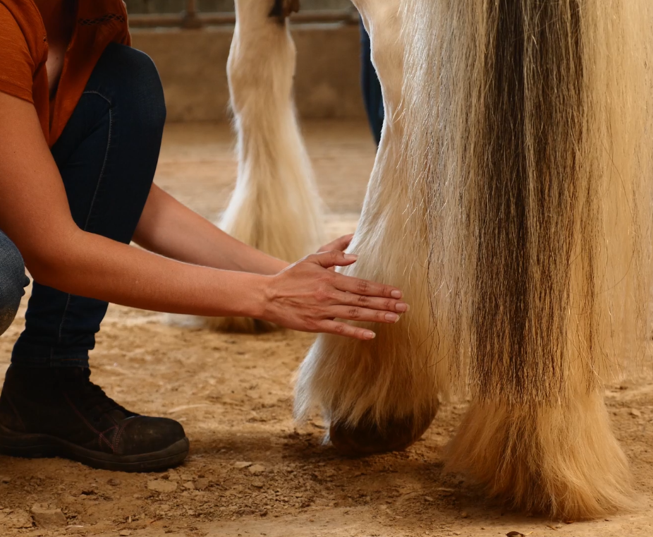 Diane Bourin, magnetiseur animaux en train de magnétiser le membre postérieur d'un cheval.