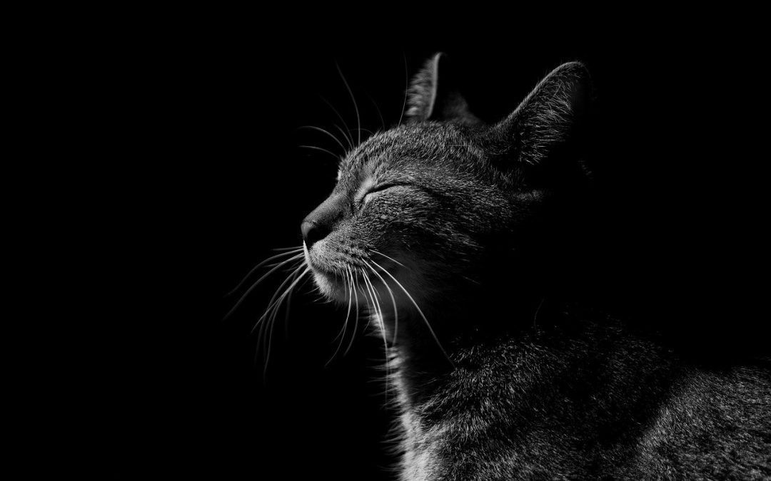 Photo en noir et blanc d'un chat qui prend la pause de profil, les yeux fermés.